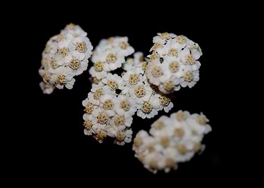 White flower blossom macro