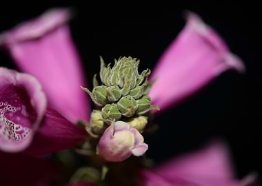 Purple purpurea flowering