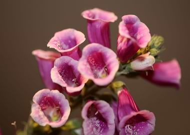 Purple purpurea flowering