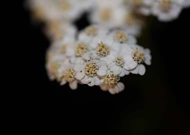 White flower blossom macro
