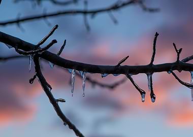 Ice dripping from branch