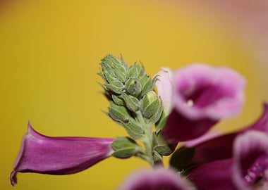 Purple flowering close up