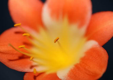 Orange clivia flower macro