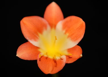 Orange clivia flower macro