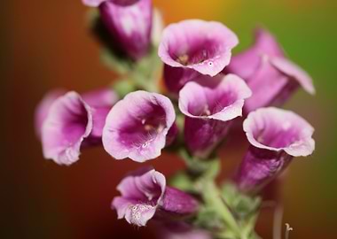 Purple flower blossoming