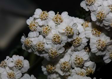White flower blossom macro