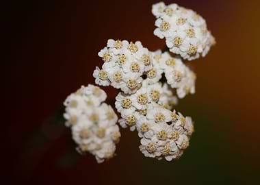 White flower blossom macro