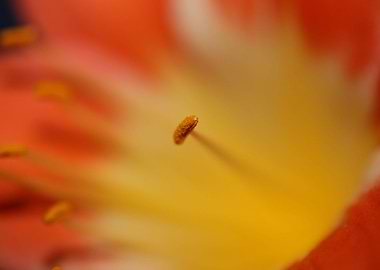 Orange clivia flower macro
