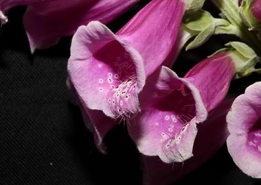 Purple purpurea flowering