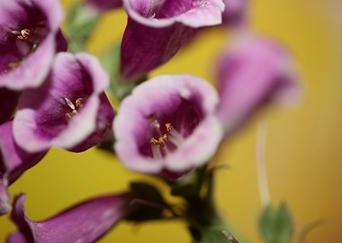 Purple purpurea flowering