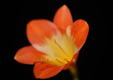 Orange clivia flower macro