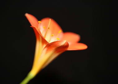 Orange clivia flower macro