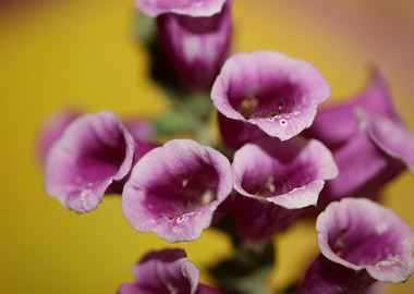Purple flowering close up