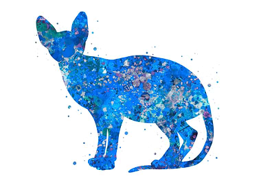 Sphynx cat blue