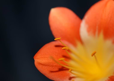 Orange clivia flower macro