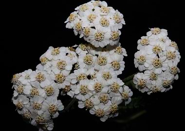 White flower blossom macro