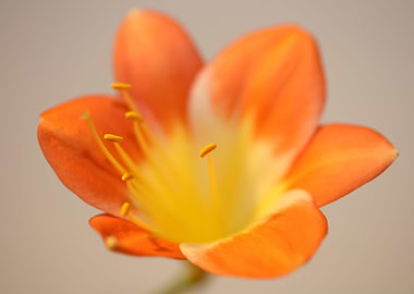 Orange clivia flower macro