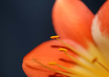 Orange clivia flower macro