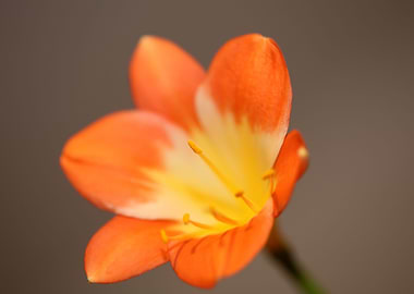 Orange clivia flower macro