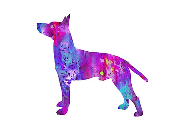 Toy Manchester Terrier