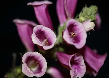 Purple flowering close up