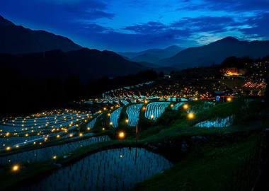 Lit Up Rice Paddies