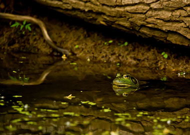 Bullfrog under a log