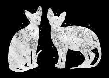 Sphynx cat white black