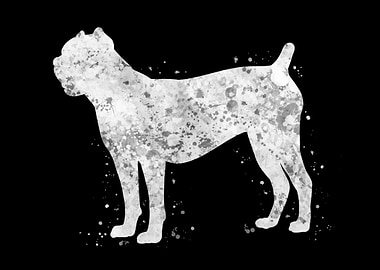 Cane corso dog