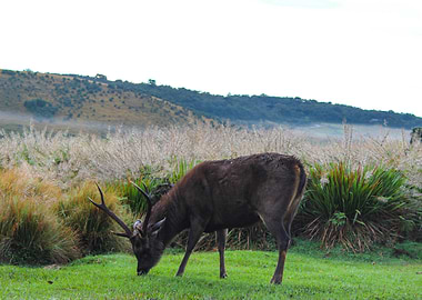 Deer in the early morning
