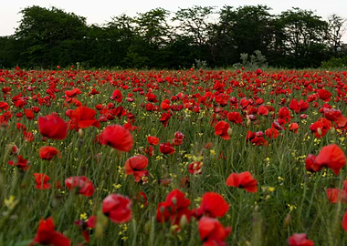 Poppies field