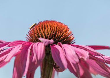 echinacea in the garden