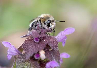 Wild bee