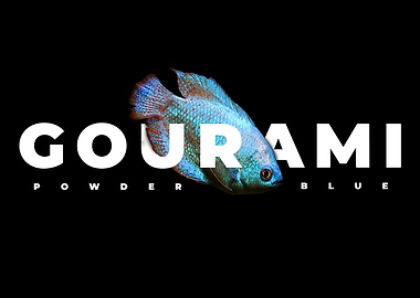 Powder Blue Gourami Fish