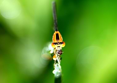 Dragonfly in the Grass