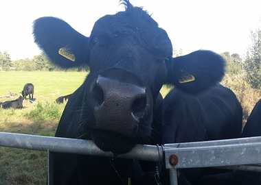 Nosy Cow