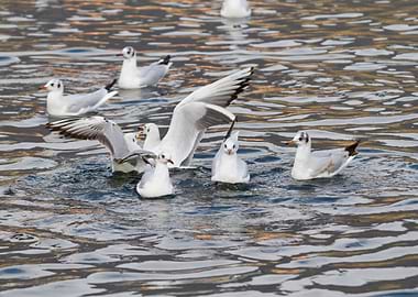 seagull on lake