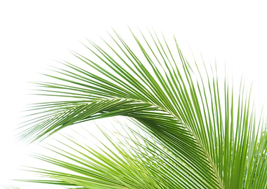 Minimal Palm Leaf Dream 1