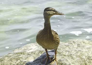 duck on lake