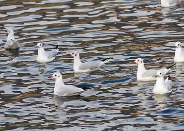 seagull on lake