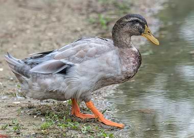 duck on lake