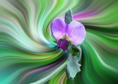 wild cyclamen twirl 2