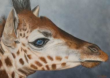 Giraffe portrait