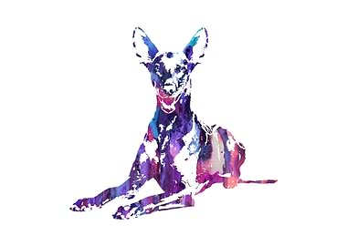 Pharaoh hound