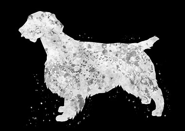 Welsh springer spaniel dog