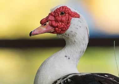 Muscovy duck