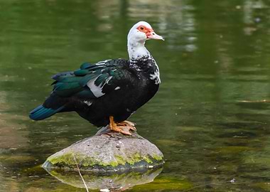 Muscovy duck on pond