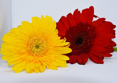 Flower in white background