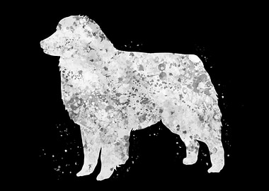 Australian shepherd dog