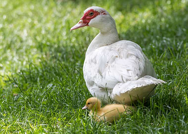 Muscovy duck